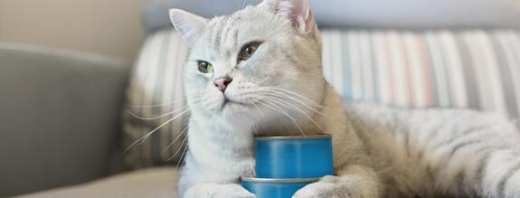 Ferrum Tiernahrung Anwendungen